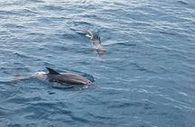 2.5 Hours Sunset Boat Tour in Search of Dolphins
