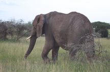 Day Trip Tarangire Safari