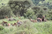 Day Trip Tarangire Safari
