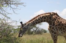 Day Trip Tarangire Safari