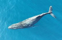 Whale Watching San Jose del Cabo