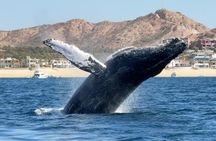 Whale Watching San Jose del Cabo