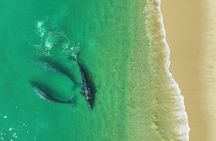 Whale Watching San Jose del Cabo