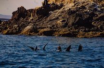 Espíritu Santo and Balandra Beach Combo Tour: Sea Lion Snorkeling