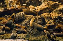 Espíritu Santo and Balandra Beach Combo Tour: Sea Lion Snorkeling