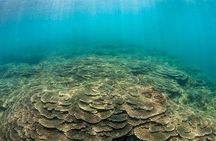 Shared Scuba Diving Trip in Kushimoto