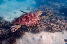 Ningaloo In A Full day Hike and Snorkel Tour