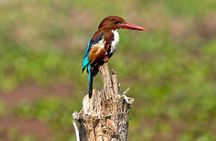 Chitwan 2 Nights All Inclusive Jungle Safari Tour