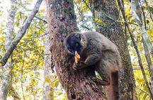 Private 4WD Day Tour to Andasibe National Park 
