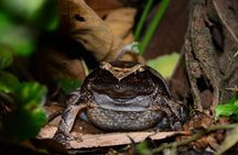 Private 4WD Day Tour to Andasibe National Park 