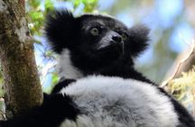 Private 4WD Day Tour to Andasibe National Park 