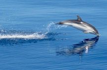 Dolphins at Sunset: Dream Cruise in the Bay of Taormina
