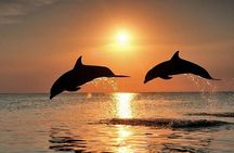 Dolphins at Sunset: Dream Cruise in the Bay of Taormina