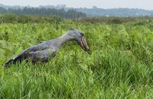 1 Day Best Mabamba Swamp Shoebill Birding Tour, Lake Victoria