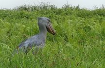 1 Day Best Mabamba Swamp Shoebill Birding Tour, Lake Victoria