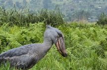 1 Day Best Mabamba Swamp Shoebill Birding Tour, Lake Victoria