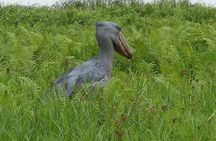 1 Day Best Mabamba Swamp Shoebill Birding Tour, Lake Victoria