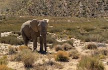 Cape Town: Sunset Safari & Wine Tasting Adventure*