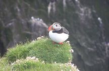 Wildlife Whale Watching and Puffin Tour in Reykjavik