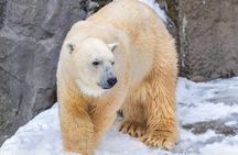  Asahiyama Zoo, Christmas Tree, Fairy Terrace Day Tour | Hokkaido