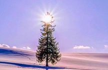 Asahiyama Zoo, Christmas Tree & Ningle Terrace Tour from Sapporo