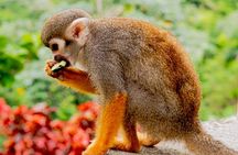 Monkeyland Samana Shared Adventure
