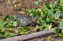 Sierpe Mangroves Boat Tour with Transportation from Uvita