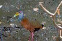 Sierpe Mangroves Boat Tour with Transportation from Uvita