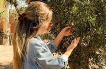 Tour and Tasting in 3 Wineries and 1 Olive Tree in Maipu