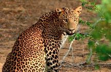 Wilpattu Wild Safari Day Trip - Private & All Inclusive
