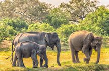 Yala Safari From Arugam Bay & Transfer to Other Locations