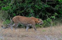 Wilpattu Wild Safari Day Trip - Private & All Inclusive