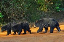 Yala Safari From Arugam Bay & Transfer to Other Locations