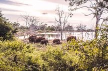 Yala Safari From Arugam Bay & Transfer to Other Locations