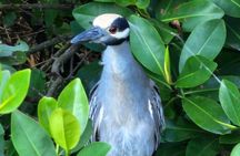 Backwater Wildlife and Boat Tour
