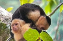 Manuel Antonio National Park : Guided Tour with ADMISSION INCLUDED