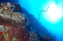 3-Tank Dive Featuring the Molokini Crater