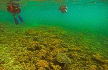 Whale Sharks and Sea Lions Snorkeling Picnic at Balandra Beach