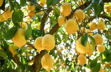 Sorrento Ape Tour: Lemon Garden, Mozzarella show with Ape Ride