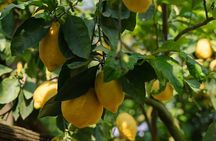 Sorrento Tour: Lemon Garden, Mozzarella show with Ape Ride