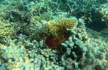 Snorkeling at Menjangan Island Bali Hidden Underwater Gem