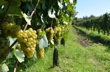 From Tirana Wine Tasting and Kayak Tour with Lunch 