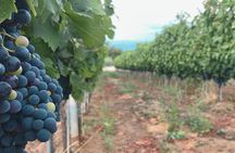Frascati Day Tour: Road from Rome with Wine Tasting & Lunch