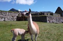 Private Tour in Machu Picchu