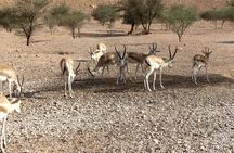 Sunset Edge of The World & Gazelle Reserve 4x4 Adventure: Riyadh