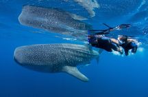Private boat trip , Whale sharks snorkeling & Mujeres Island.
