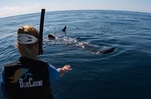 Private boat trip , Whale sharks snorkeling & Mujeres Island.