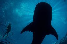 Private boat trip , Whale sharks snorkeling & Mujeres Island.