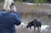 Grand Teton National Park Private Wildlife Safari - Full Day