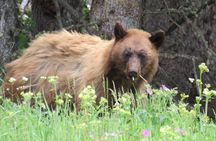 Grand Teton National Park Private Wildlife Safari - Full Day